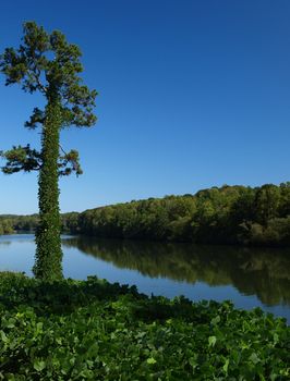 Catawba River with lots of Kudzu along the banks