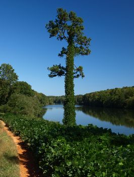 A view of the Catawba River with a tree covered by Kudzu