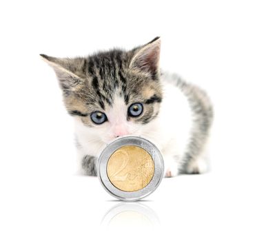 Young cat isolated on white background looking at coin