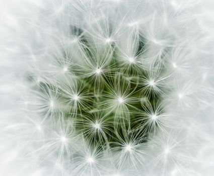 Close up photography of a dandelion