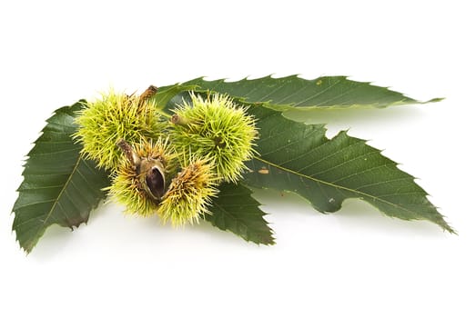 Chestnut leaf with young chestnuts on white. 