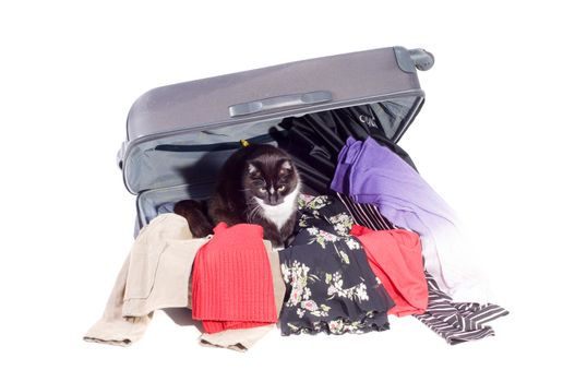 Shot of suitcase with black cat isolated on white