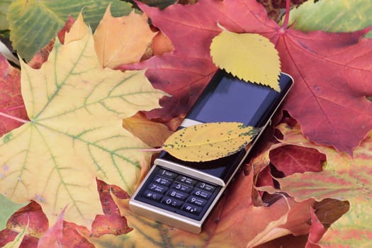 Mobile phone removed close up on autumn foliage