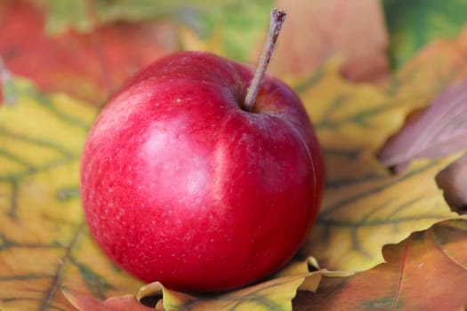 Red apple on autumn leaves removed close up