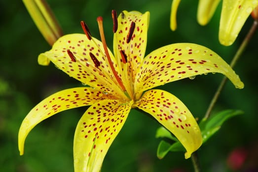 Blossoming yellow tiger lily in the garden close-up