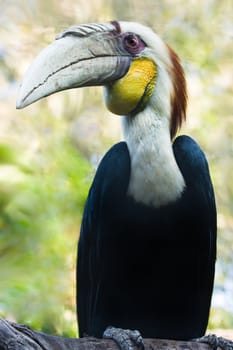 Male Wreathed Hornbill sitting on branch - vertical image