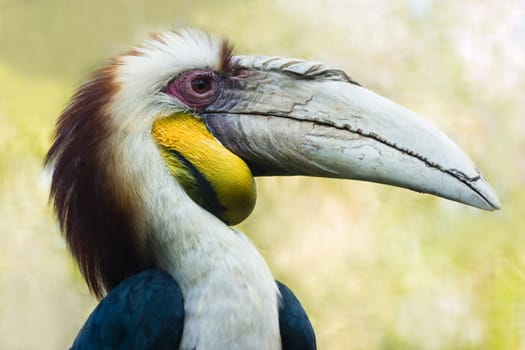 Head of male Wreathed Hornbill in side angle view - horizontal image