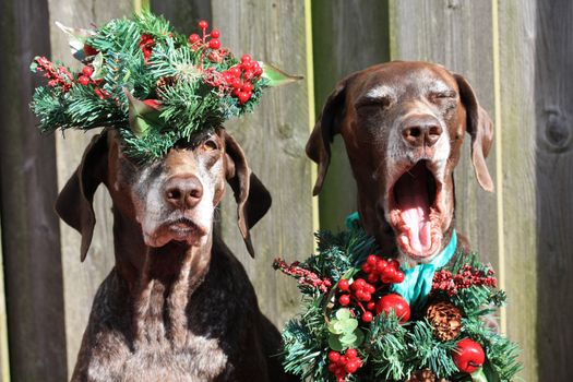 Two German shorthaired pointer sisters, dressed for Christmas