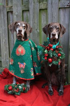 Two german shorthaired pointers dressed for christmas