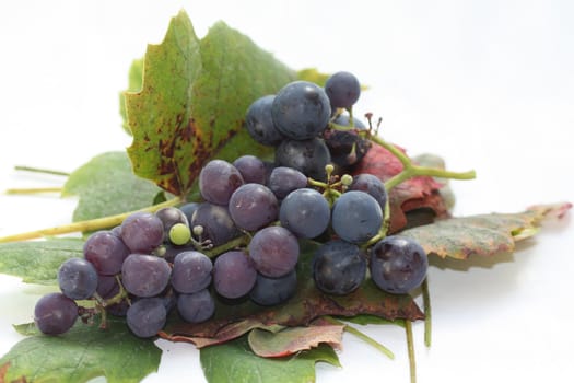 Autumn colored grape leaves and grapes