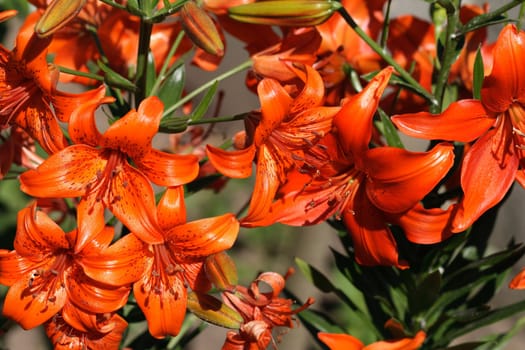 Red garden lilies blossoming under summer sun