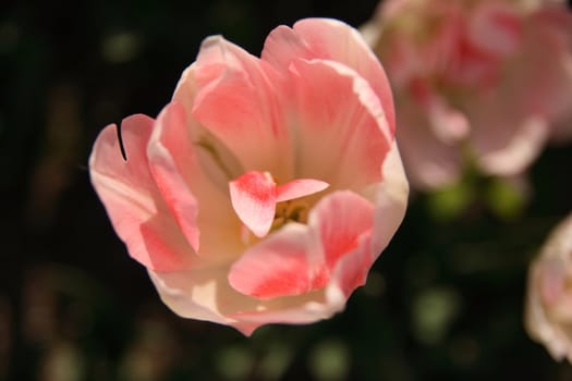 lonely pink tuilp blossoming under summer sun