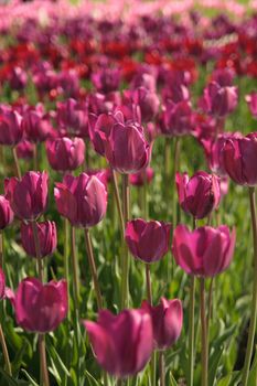 Sume humble tulips blossoming under summer sun