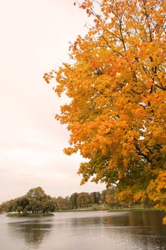 Golden fading tree on the autumn lakeside