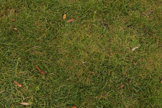 Grass with fallen yellow leaves for surface texturing