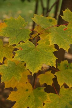 Some green maple leaves with yellow rims