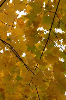 Some october golden maple leaves closing the sky