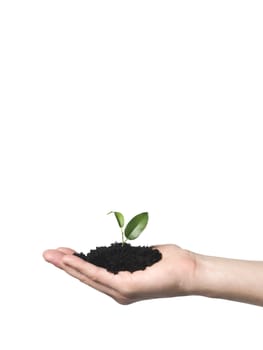 Hand with a growing plant