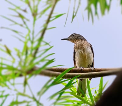 A Oriental Magpie Robin, juvenile sitting on a tree branch with green leaves in the backdrop of blue sky