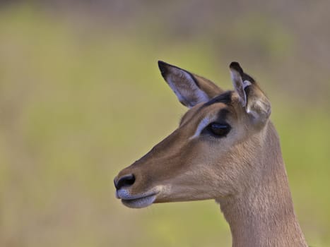 Impala - close up mammal in Kruger National Park in South Africa