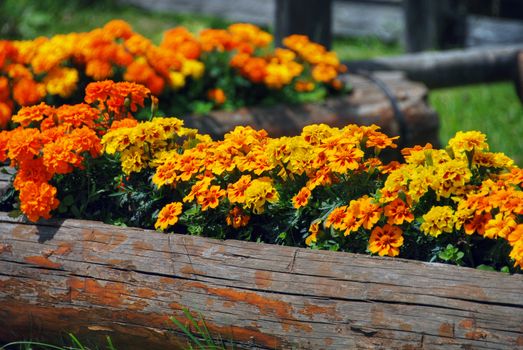 Gathered flowers in a Dolomites Park, Italy