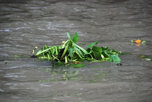 The color of Chao Phraya river and a green algae