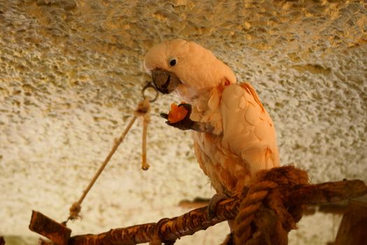 Salmon - crested Cockatoo in Polish Zoo