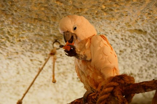 Salmon - crested Cockatoo in Polish Zoo