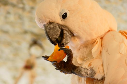 Salmon - crested Cockatoo in Polish Zoo