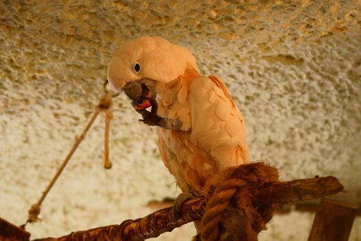 Salmon - crested Cockatoo in Polish Zoo