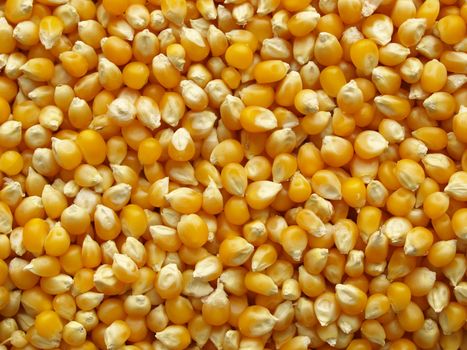 Maize or corn useful as a background