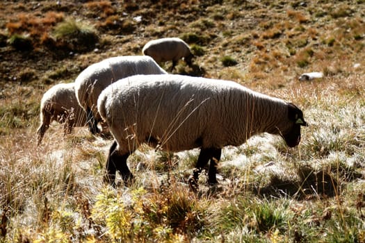 Sheep grazing on the grass