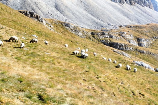 Sheep grazing on the grass, northern Italy