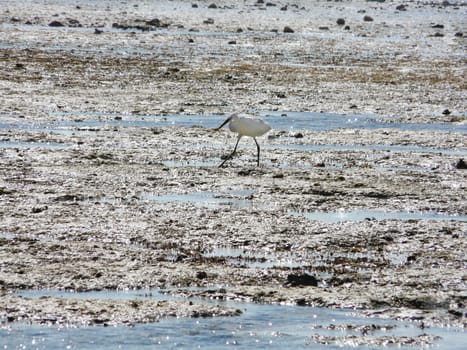 Walk in the morning on seacoast in search of a starfish