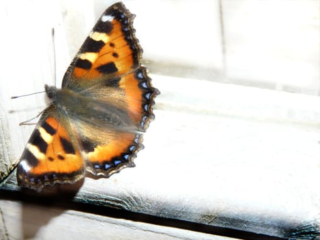 Got to a window and the butterfly waiting for rescue