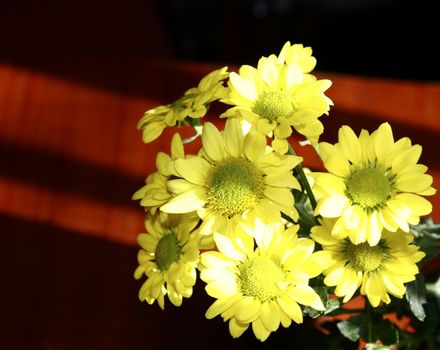 stem of yellow chrysanthemums lit with strong sunlight