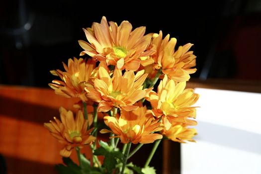 stem of yellow chrysanthemums lit with strong sunlight