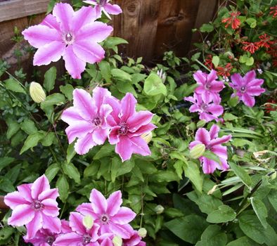 vibrant pink striped flowers on the clematis plant