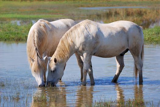 Couple of horses drinking water in a pond