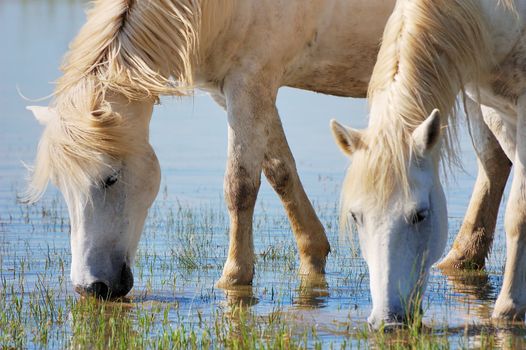 Detail of two horses drinking water