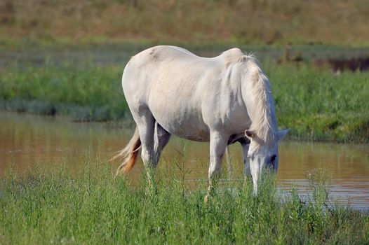 White horse eating grass