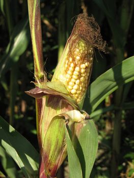 corn or maize cob