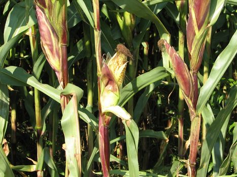 corn or maize field