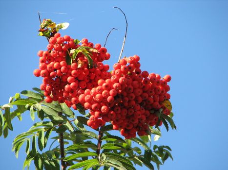 red berry fruits of the european rowan