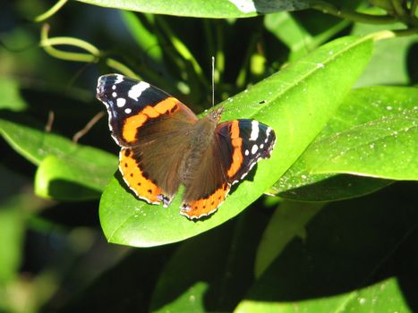 Vanessa atalanta or Red Admiral butterfly