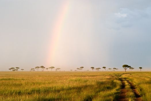 Beautiful Rainbow in the Kenyan Savannah. Massai Mara natural reserve.