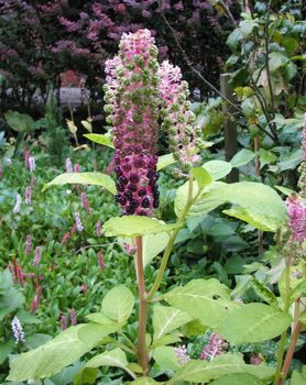 pokeweed or Phytolacca americana