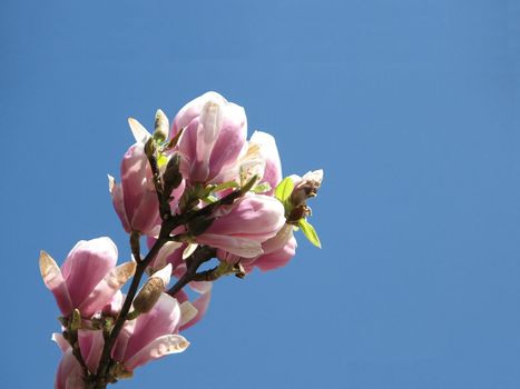 magnolia flower