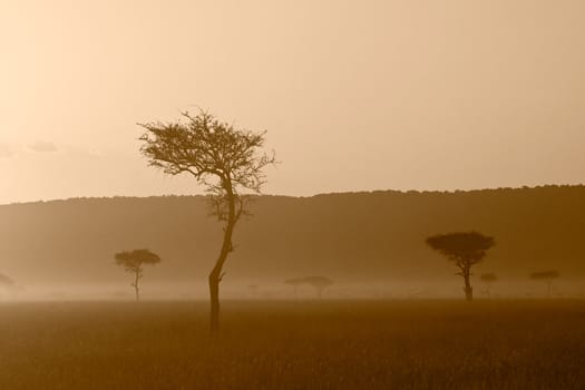 A beautiful sunset at Massai Mara, Kenya.