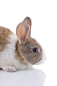 Cute little bunny isolated on white.